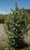 Wolf Willow thumbnail