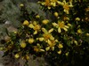 Antelope-brush