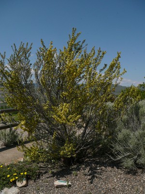 Antelope-brush