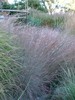 Little Bluestem 'Prairie Blues'