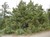 Rocky Mountain Juniper thumbnail