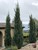 Rocky Mountain Juniper cultivars thumbnail