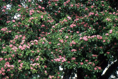 Crimson Cloud Hawthorn