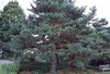Scotch Pine
