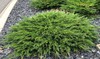 Savin Juniper