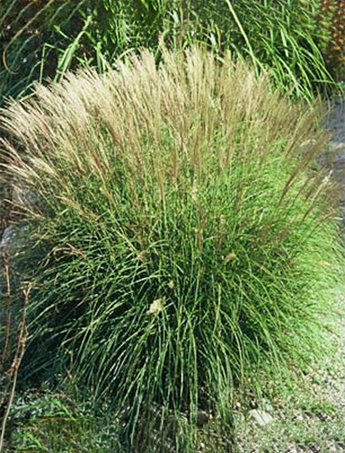 Adagio Miscanthus Adagio ornamental grass