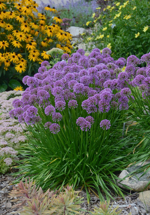 Allium Millenium PW