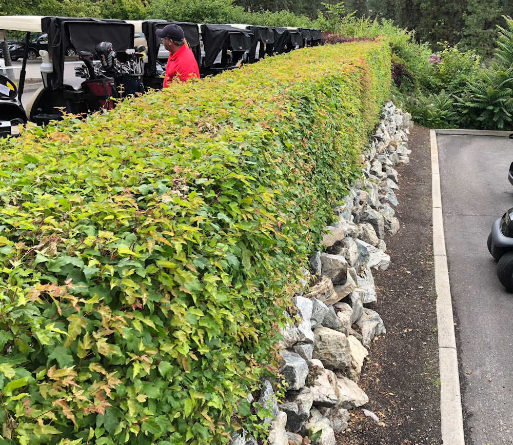 Amur Maple Hedge Amur Maple hedge