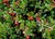 Kinnikinnick, Bearberry thumbnail