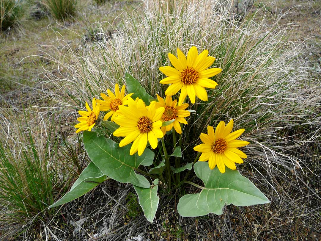 Arrowleaf Balsam Arrowleaf Balsam in the Okanagan environment