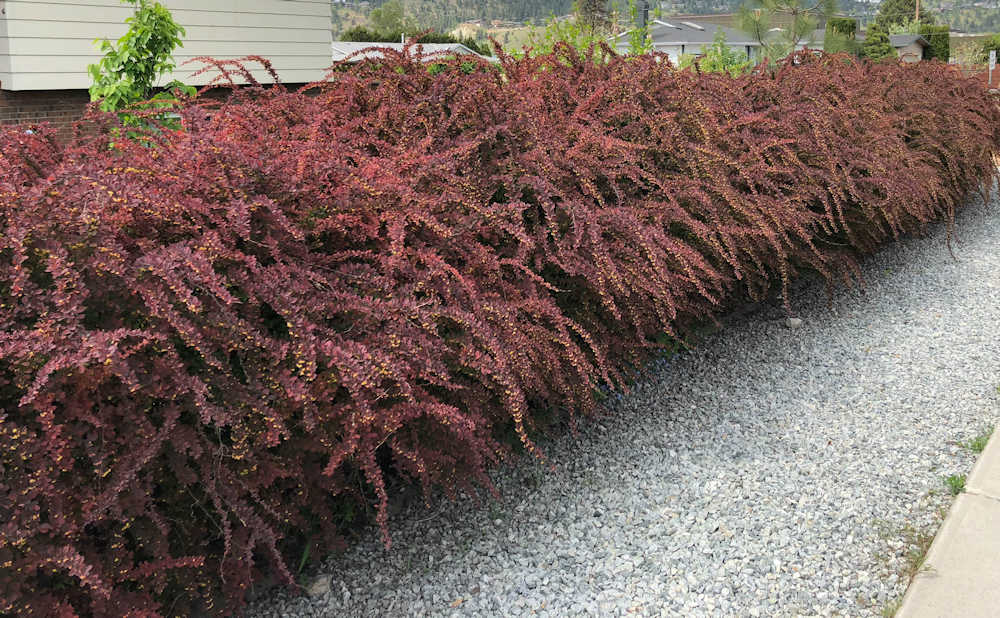 Barberry Hedge Japanese Barberry hedge