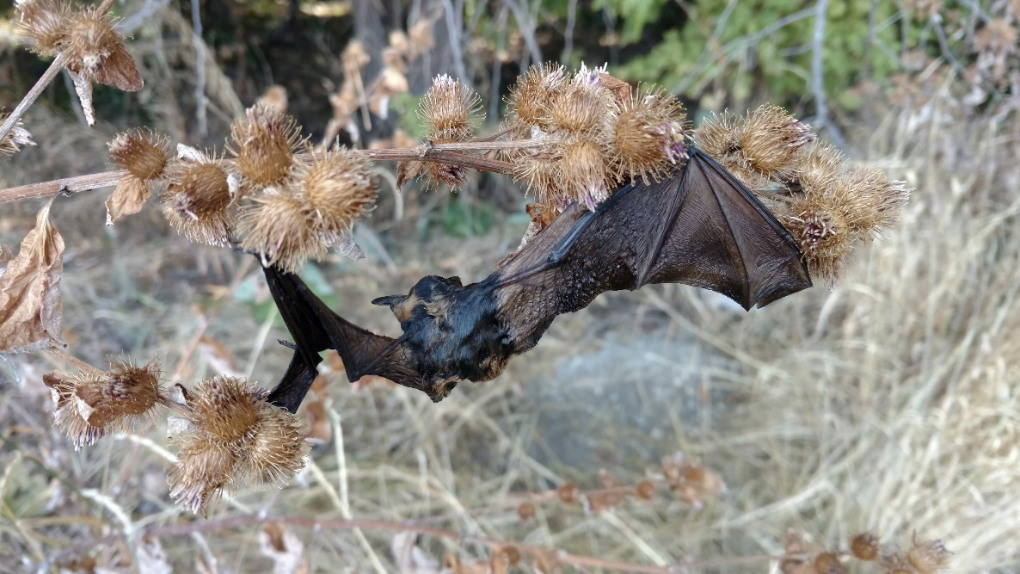 bat-burdock Bat caught in Burdock plant