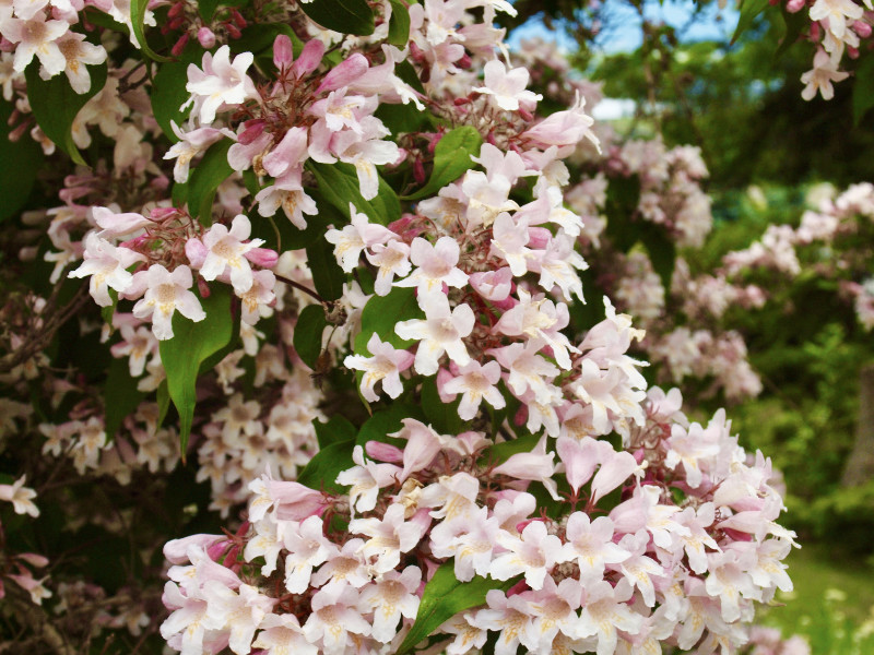 beuatyBush OXA Fall Plant Sale- Beauty Bush