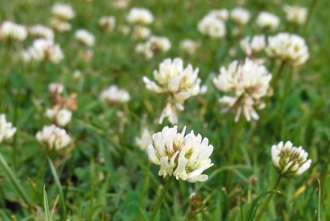 blog-clover-bloom
