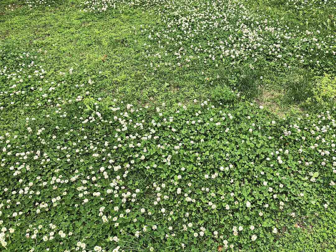 blog-clover-lawn By Famartin - Own work, CC BY-SA 4.0, https://commons.wikimedia.org/w/index.php?curid=81043675