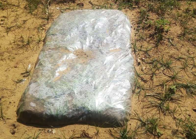 Blog-Fig3-Solarization-RAHUL143 Soil solarization for lawn replacement
