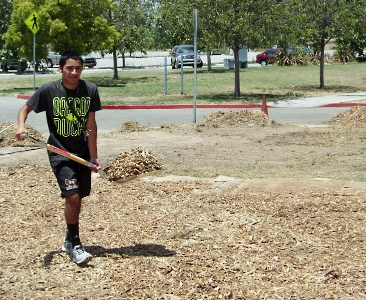 Blog-Fig5-Mulch Lawn replacement- lasagna method adding mulch