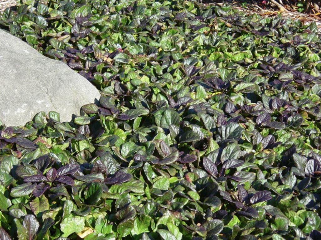 Bugleweed Ajuga reptans