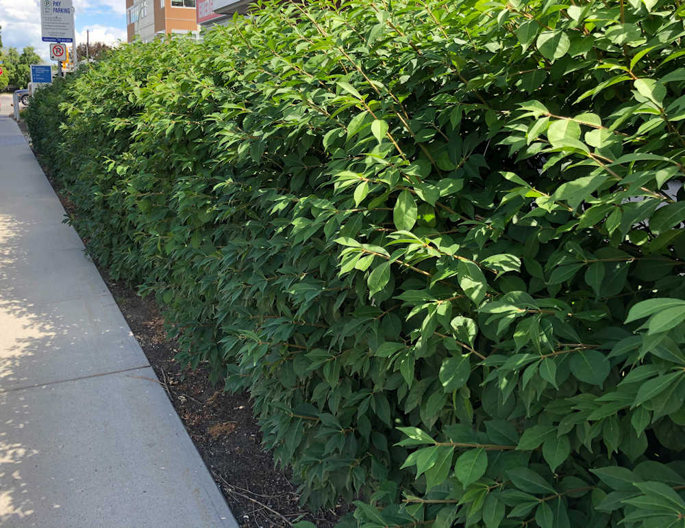 Burning Bush Hedge Dwarf Burning bush hedge