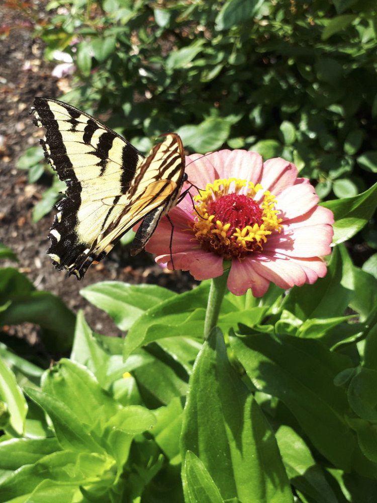 butterfly-zinnia Swallowtail butterfly in a pollinator-friendly xeriscape garden