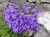 Dalmathian bellflower thumbnail
