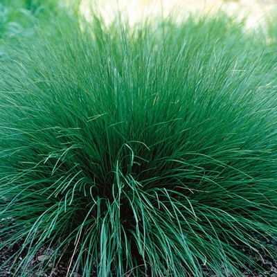 Prairie Dropseed