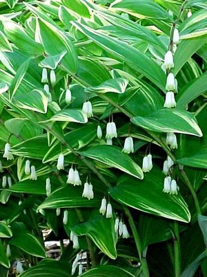 Variegated Solomon's Seal