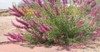 Hyssop