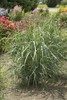 Dewey Blue Bitter Switch Grass