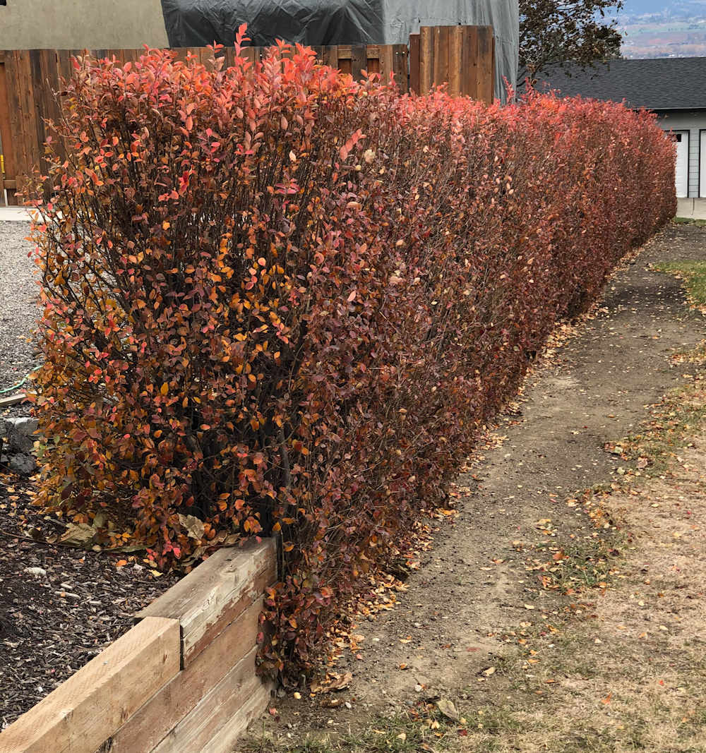 Cotoneaster Hedge Late fall Cotoneaster lucidis hedge in late fall