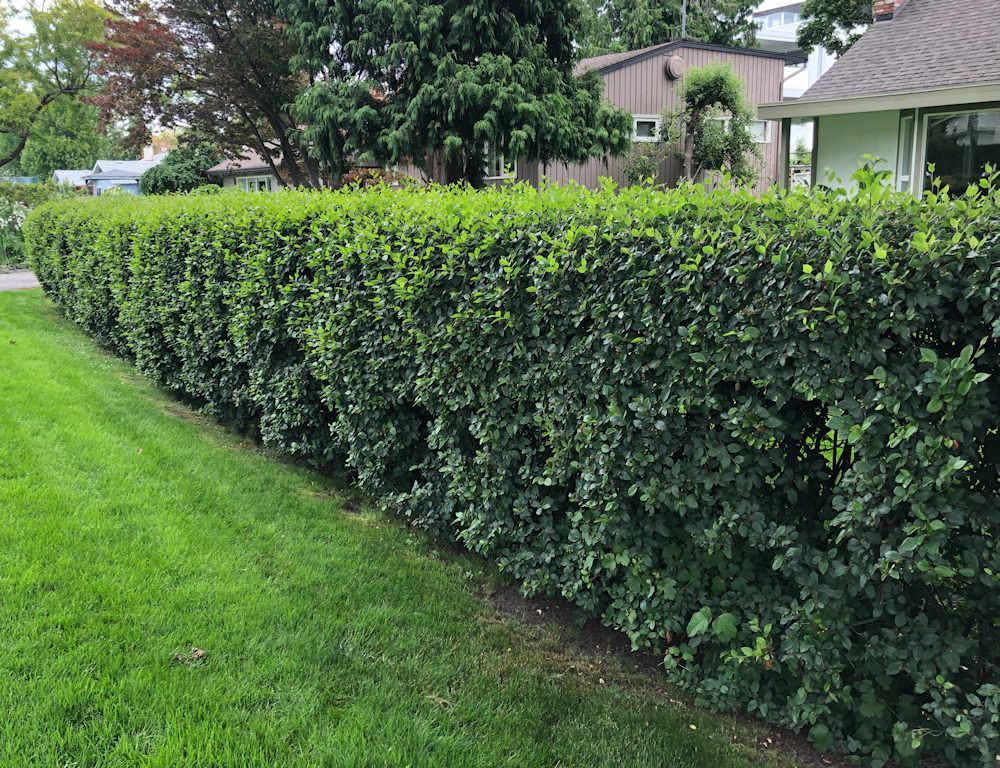 Cotoneaster Hedge Cotoneaster lucidus hedge