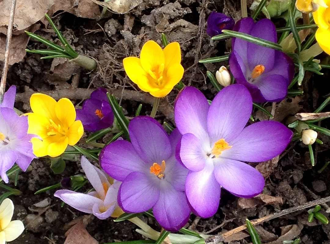Crocus-chrysanthus Crocus in the Okanagan spring