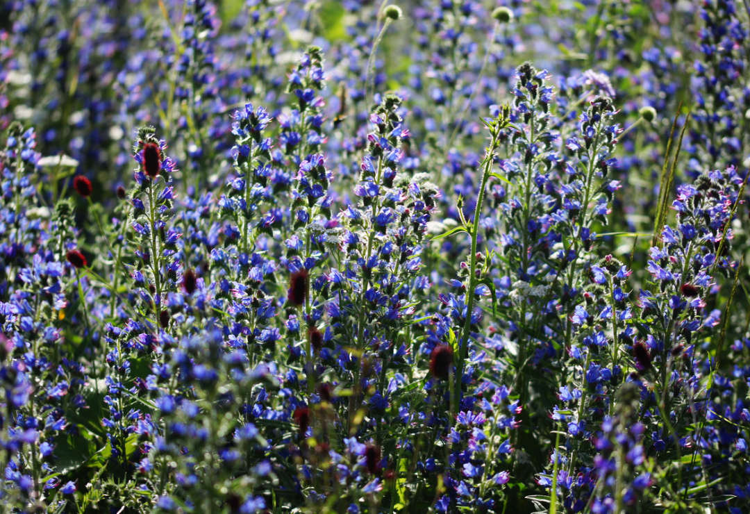 Echium_vulgare_-_Vitranc Benjamin Zwittnig, CC BY 2.5 SI <https://creativecommons.org/licenses/by/2.5/si/deed.en>, via Wikimedia Commons