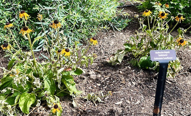 extreme-heat Xeriscape gardens suffering from extreme weather in 2023