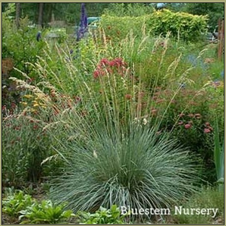 Fig 1 Helictotrichon sempervirens - Blue Oat Grass