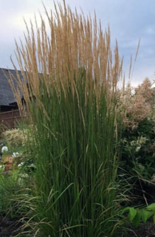 Fig 2 Calamagrostis Flammability Chart #1