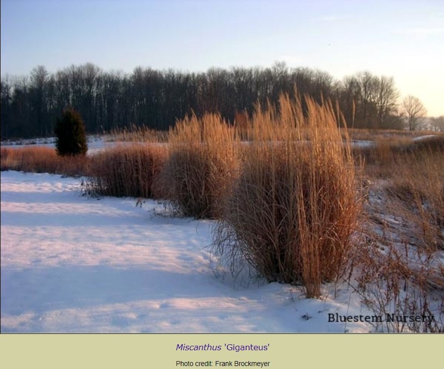 Fig 2 Miscanthus In Winter Flammability Chart #1