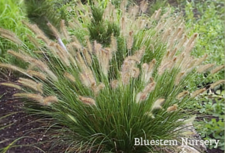 Fig 3 Pennisetum Flammability Chart #1