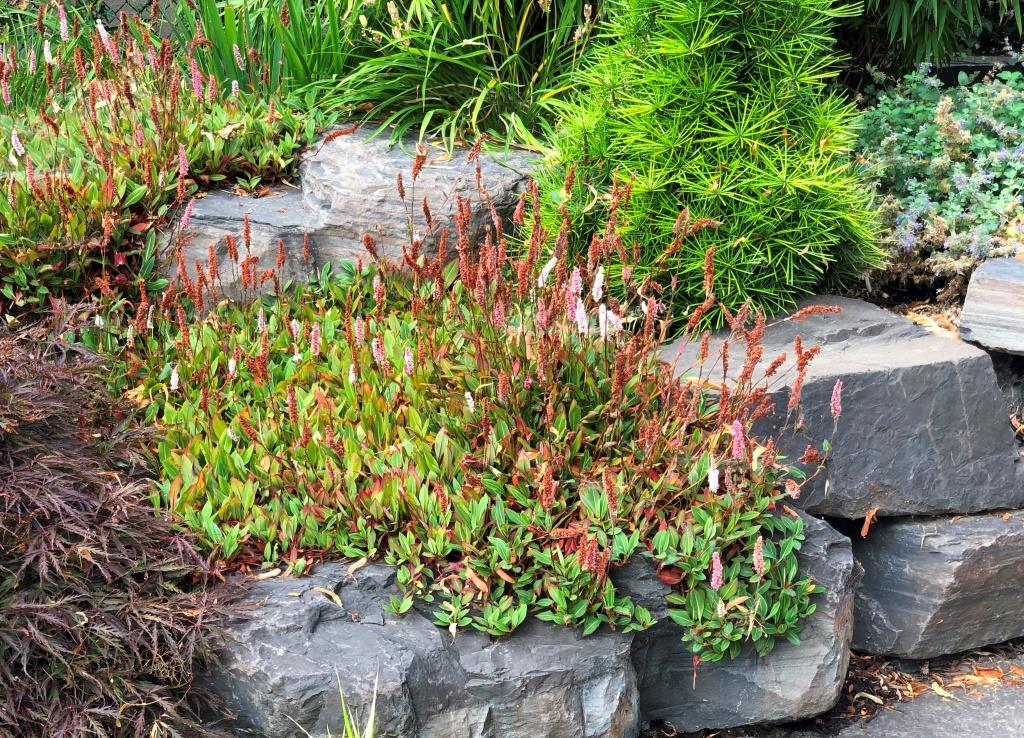 Dwarf Fleece Flower Persicaria affinis 'Dimity'