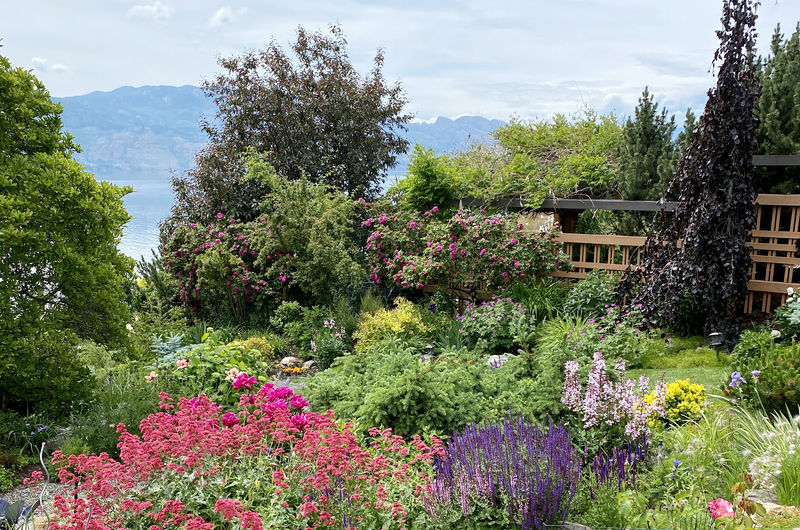 gardens-Zander a pollinator-friendly garden in the Okanagan