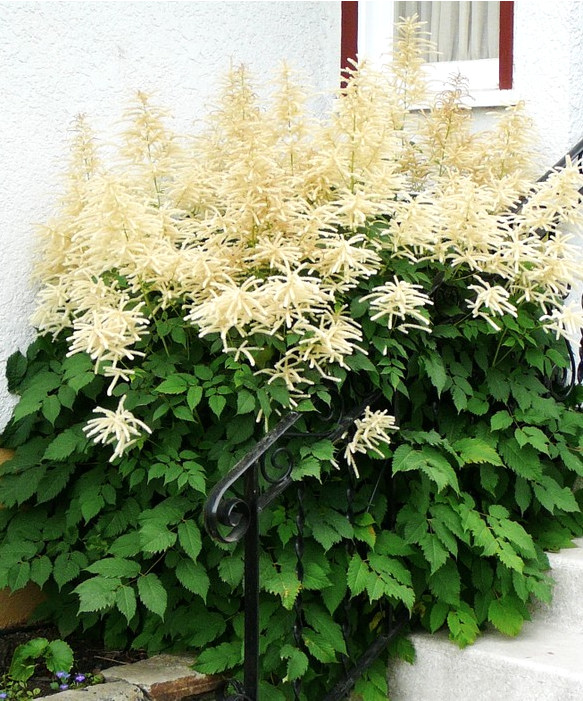 goatsBeard Goat's Beard- great shady loving xeriscape plant