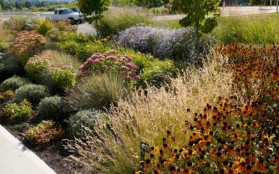 Seasonal Ornamental Grasses