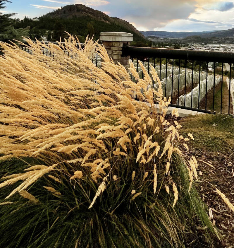 grasses-fall Grasses in the fall xeriscape garden