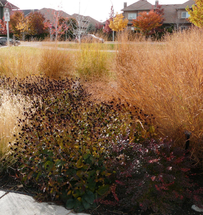 grasses-October A variety of grasses in the October xeriscape garden