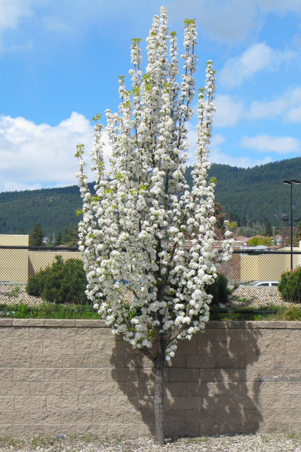 hawthorn-snowbird Snowbird Hawthorn- new planting in the UnH20 Garden in Kelowna BC