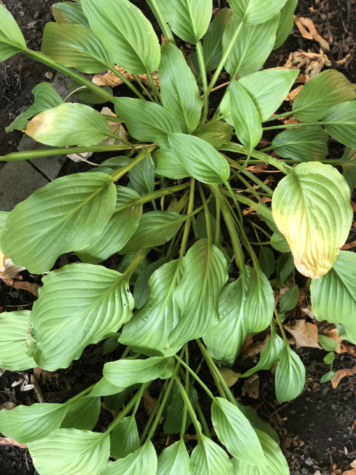 heat-hosta Heat stress on the leaves of a hosta plant