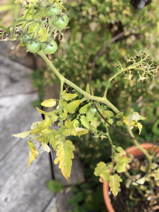 heat-tomato Heat stress on the leaves of a tomato plant