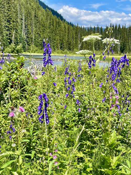 inspiration-larkspur Larkspur in Manning Park