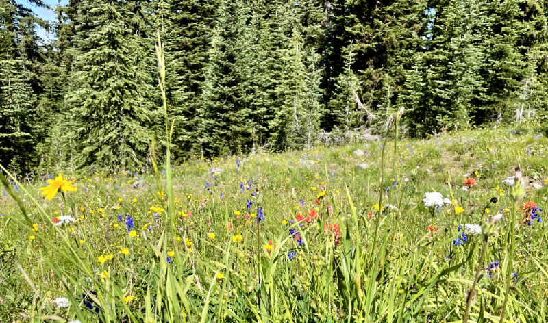 inspiration-meadow Manning Park alpine meadows