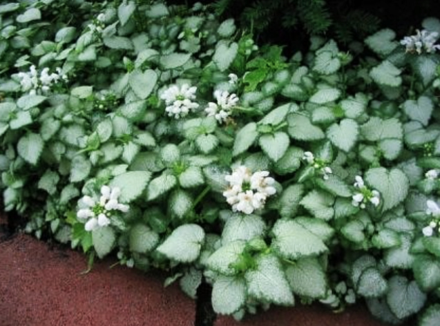lamium-deadnettle Lamium "White Nancy"